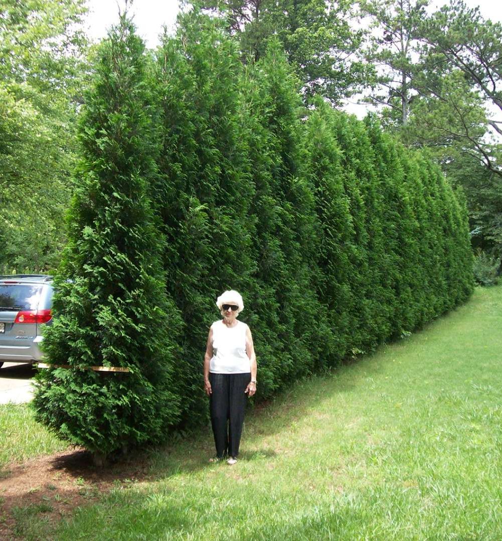 American Pillar Arborvitae Natorp's Online Plant Store